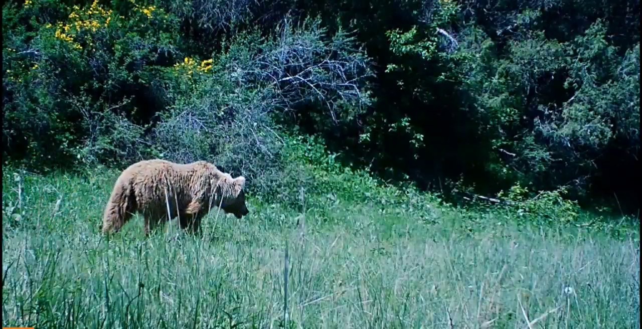 Айиқ ва болалари-1 Айиқ ва болалари-1